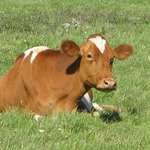 mooo