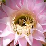 Barrel cactus