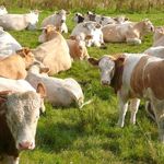 Cows