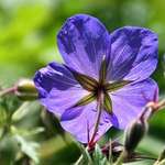 Cranesbill back view