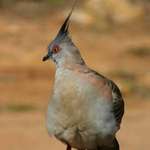 Pidgeon poser