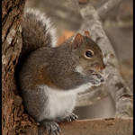 Critter