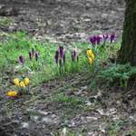 Crocuses