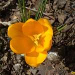 yellow crocus