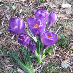 Crocuses 2 