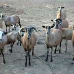 Curious goats