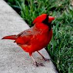 Daddy Cardinal