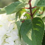 Daddy Long Legs