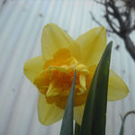 daffidl 2
