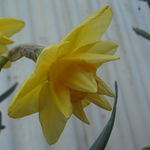 daffidl 3