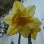 daffidl 4