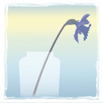 Another experiment - the blue daffodil