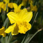 Daffodils