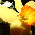 Daffodil and guest
