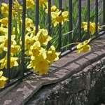 Daffodils 2