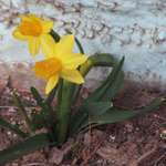 Daffodils 