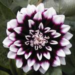 dahlia