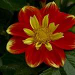 Colorful Dahlia