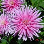 pink dahlias