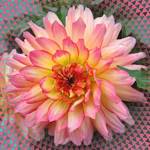 Dahlia - A Single Beauty