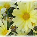 Gentle Daisies