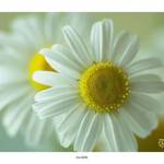 Daisies