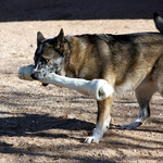 Daisy's New Bone