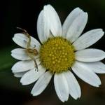 Daisy with spider