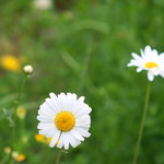 Daisy