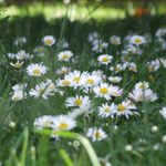 daisy