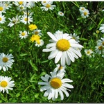 Daisy's Daisies