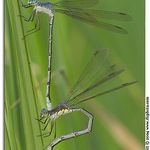 Amber-winged Spreadwing Mated