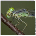 Eastern Forktail Grinning his Teeth