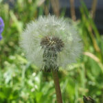 dandelion 2