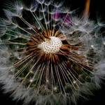 dandelion