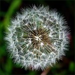 Dandy