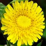 Just Dandy...lion, that is...