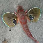 Gurnard