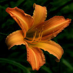 Day Lily 