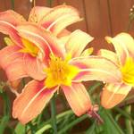 Daylilies
