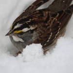 Dazed sparrow