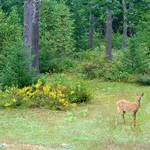 Backyard Bambi