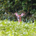 Whitetail Deer -  Odocoileus virginianus