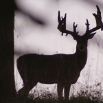 King in the Mist