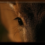 A Does' Eye View
