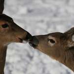 Tender Moment