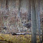 Deer