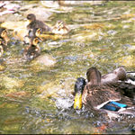 Defending her Brood