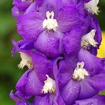 Delphinium (macro)