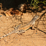 Desert Lizard